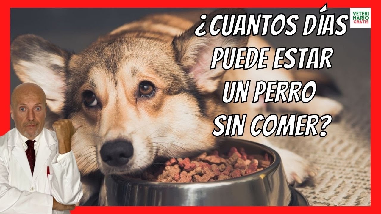 ¿Cuántos Días Puede Estar un Perro Pequeño Sin Comer? - Guía Veterinaria