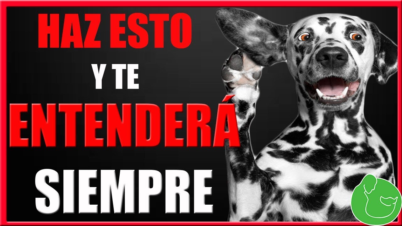 《Consejos para lograr que tu perro te obedezca