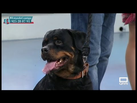 Domina la ansiedad de tu perro con estos consejos 1