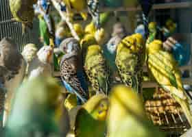 Verduras seguras y nutritivas para loros: Una guía completa 1