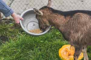 Guía de alimentación para perros de agua: opciones saludables para su bienestar 1