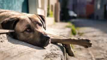Regulación de la tenencia de perros en Cataluña: Normativas, restricciones y requisitos 1